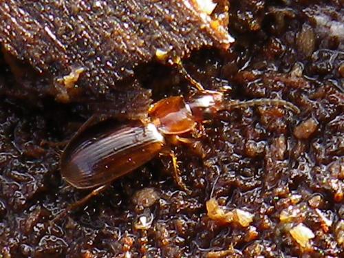 Réf. 246 504 : Acupalpus dubius